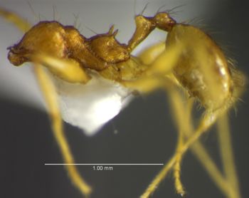 Media type: image;   Entomology 34133 Aspect: habitus lateral view